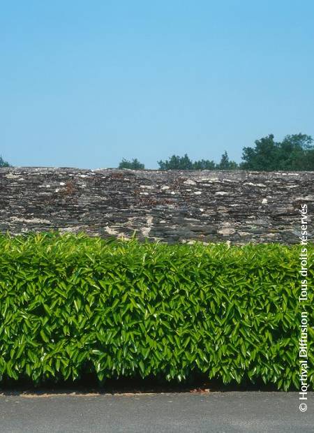 Laurier cerise : plantation, taille et conseils d'entretien