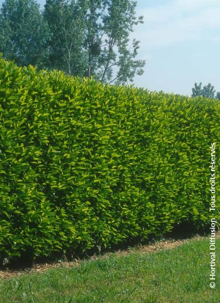 © Hortival Diffusion - Tous droits réservés