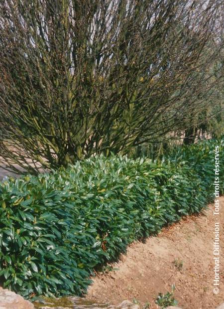 PRUNUS laurocerasus CAUCASICA (Laurier-cerise, Laurier-amande, Laurier  palme)