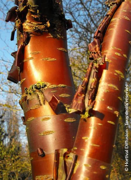 © Hortival Diffusion - Tous droits réservés