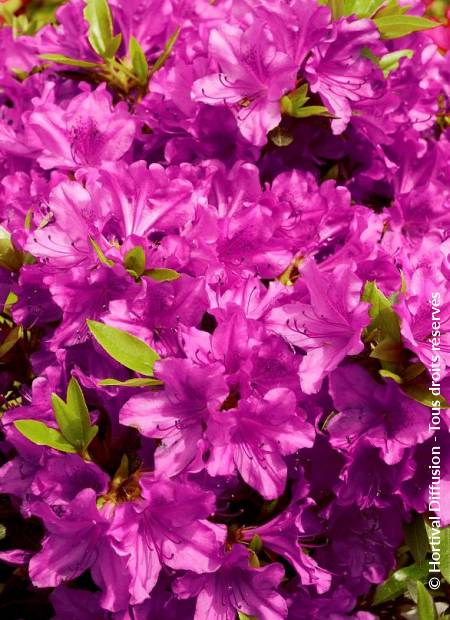 © Hortival Diffusion - Tous droits réservés