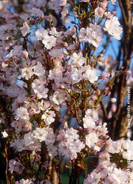 © Hortival Diffusion - Tous droits réservés