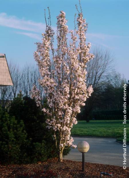 © Hortival Diffusion - Tous droits réservés