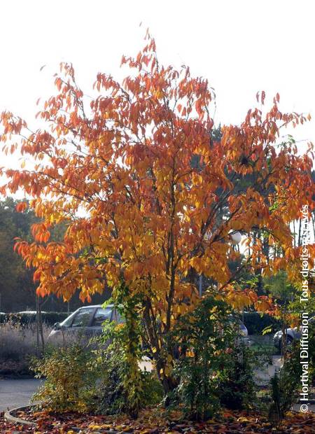 © Hortival Diffusion - Tous droits réservés