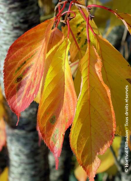 © Hortival Diffusion - Tous droits réservés