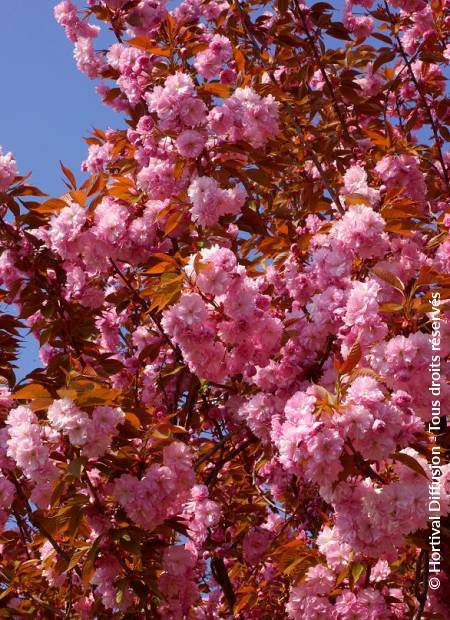 © Hortival Diffusion - Tous droits réservés