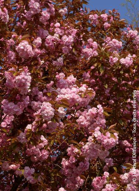 © Hortival Diffusion - Tous droits réservés