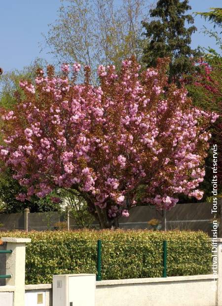 © Hortival Diffusion - Tous droits réservés