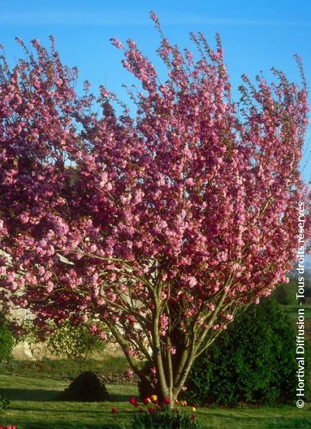 © Hortival Diffusion - Tous droits réservés