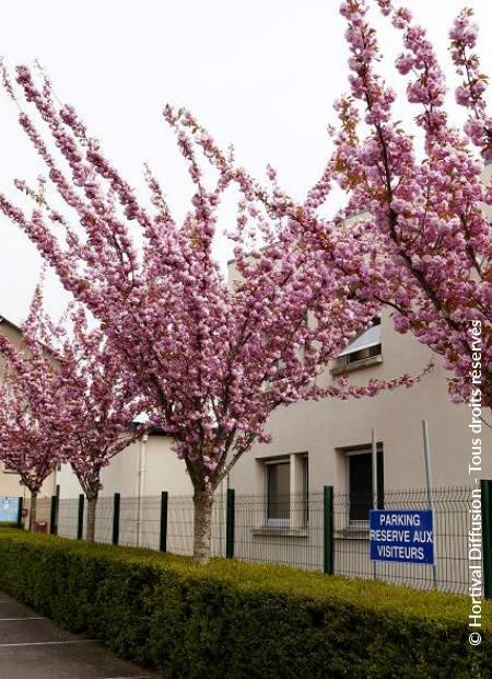 © Hortival Diffusion - Tous droits réservés