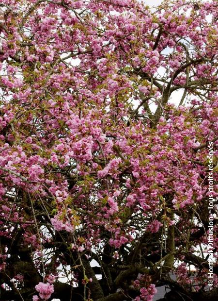 © Hortival Diffusion - Tous droits réservés