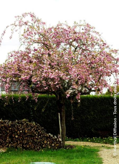 © Hortival Diffusion - Tous droits réservés