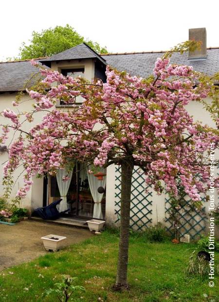 © Hortival Diffusion - Tous droits réservés