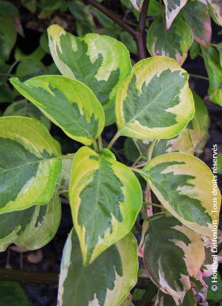 © Hortival Diffusion - Tous droits réservés
