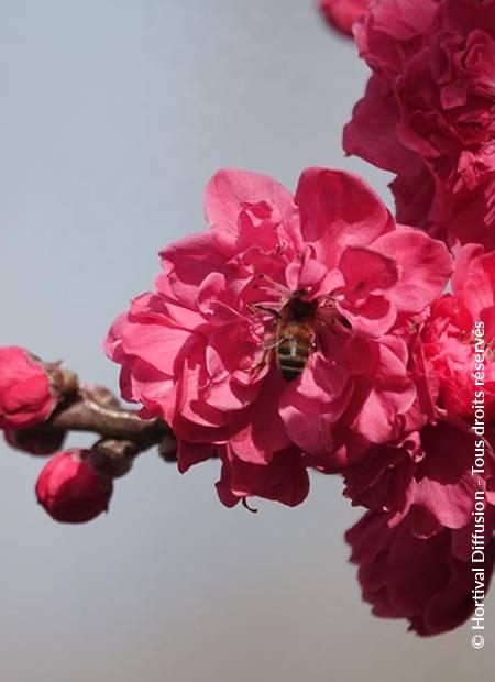 © Hortival Diffusion - Tous droits réservés