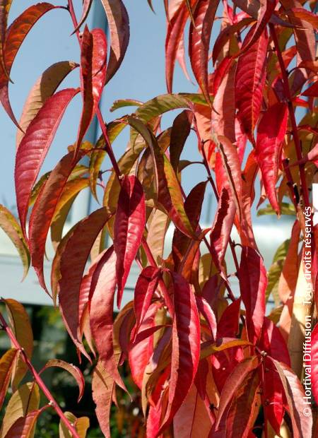 © Hortival Diffusion - Tous droits réservés