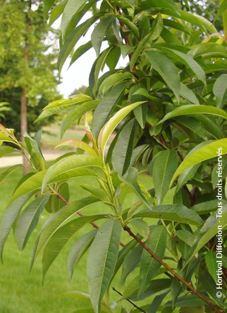 © Hortival Diffusion - Tous droits réservés