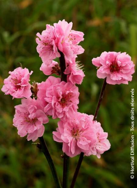 © Hortival Diffusion - Tous droits réservés