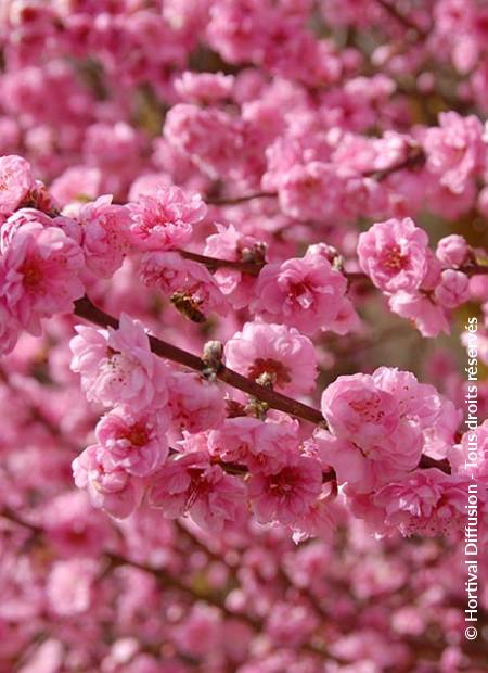 © Hortival Diffusion - Tous droits réservés