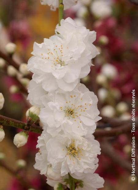 © Hortival Diffusion - Tous droits réservés