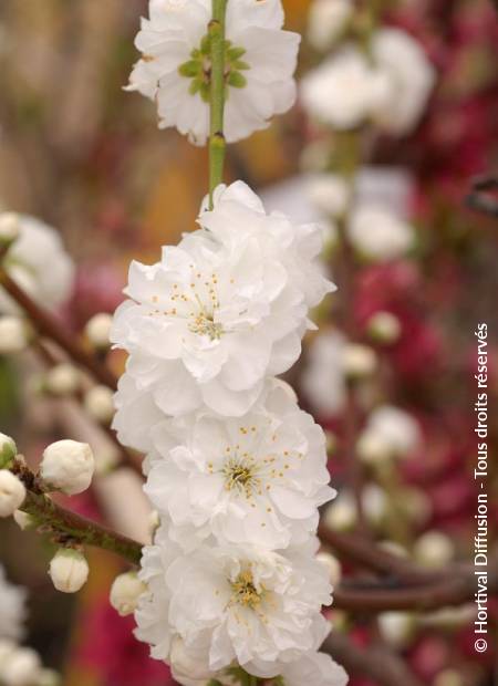 © Hortival Diffusion - Tous droits réservés