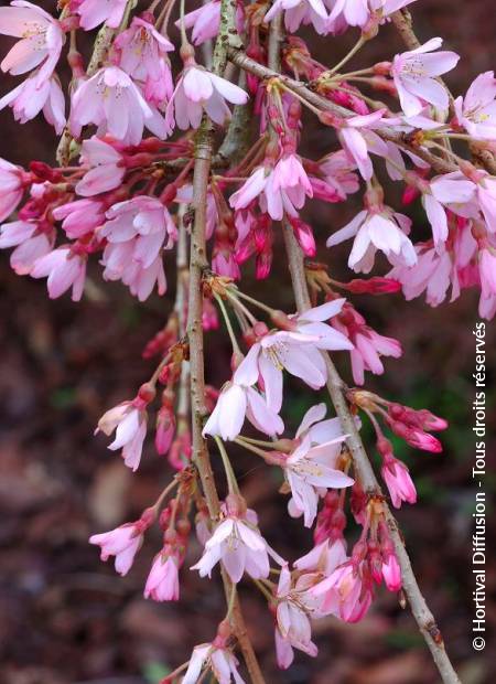 © Hortival Diffusion - Tous droits réservés