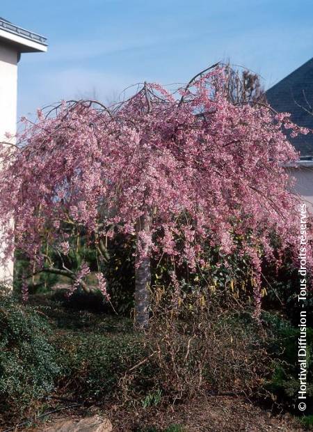 © Hortival Diffusion - Tous droits réservés