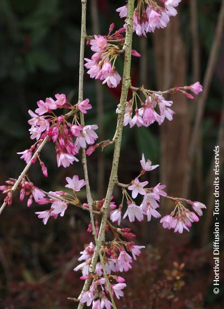 © Hortival Diffusion - Tous droits réservés