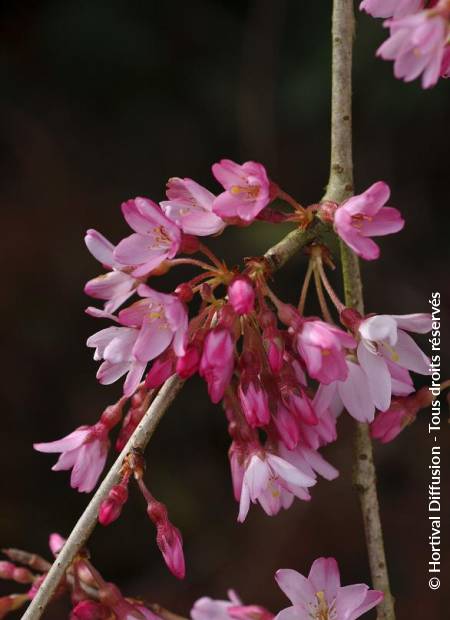 © Hortival Diffusion - Tous droits réservés