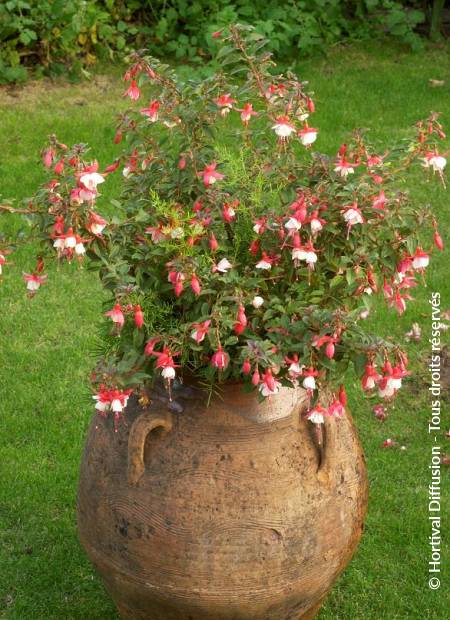 © Hortival Diffusion - Tous droits réservés