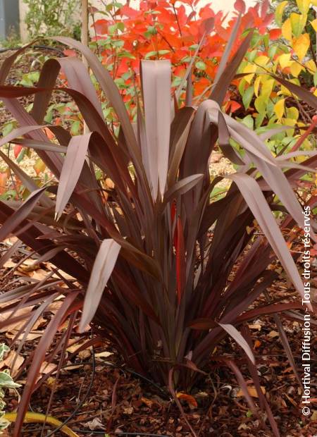 © Hortival Diffusion - Tous droits réservés