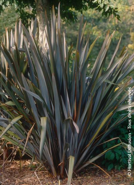 © Hortival Diffusion - Tous droits réservés