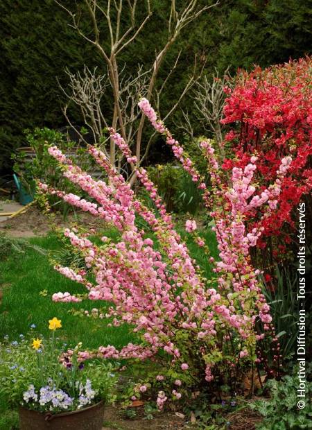 © Hortival Diffusion - Tous droits réservés