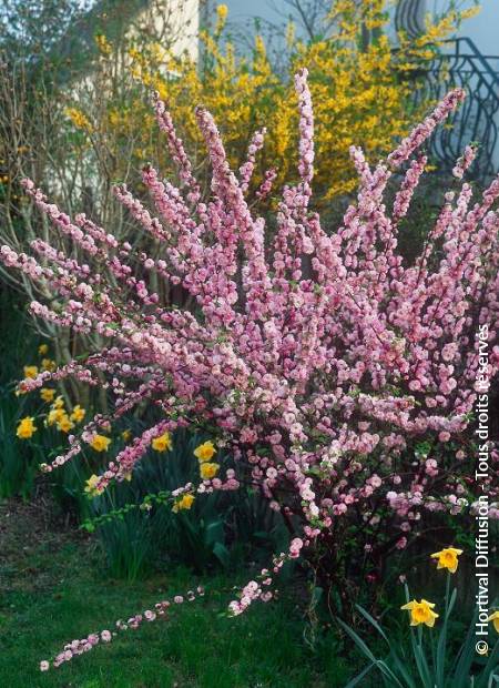 © Hortival Diffusion - Tous droits réservés