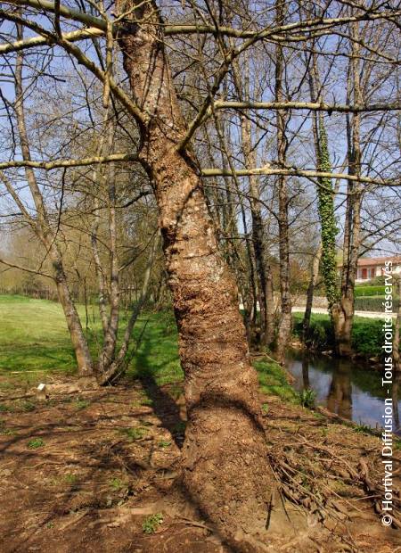 © Hortival Diffusion - Tous droits réservés