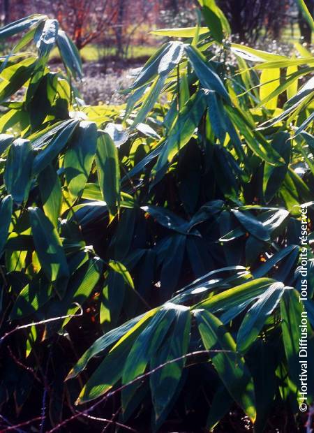 © Hortival Diffusion - Tous droits réservés