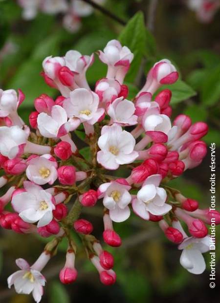 © Hortival Diffusion - Tous droits réservés