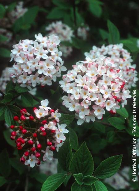 © Hortival Diffusion - Tous droits réservés