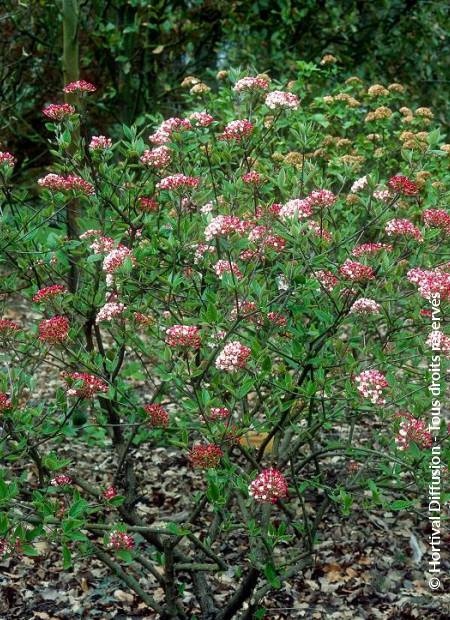 © Hortival Diffusion - Tous droits réservés