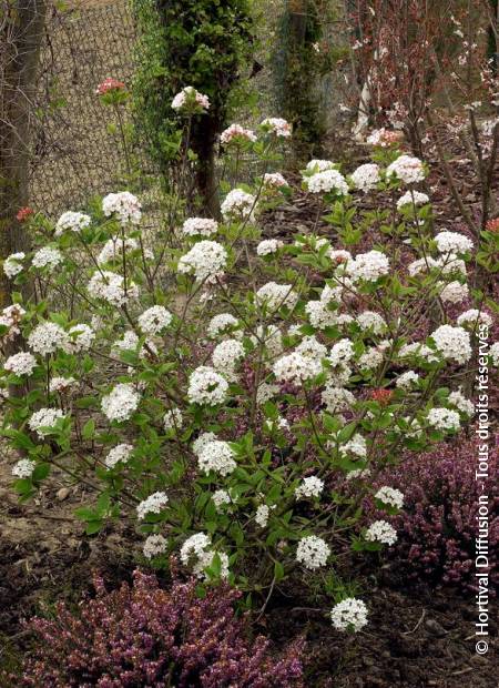 © Hortival Diffusion - Tous droits réservés