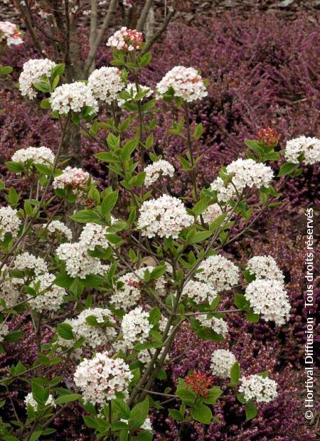 © Hortival Diffusion - Tous droits réservés