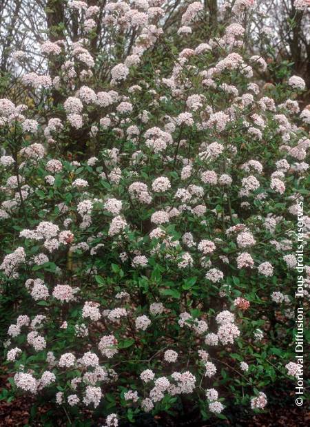 © Hortival Diffusion - Tous droits réservés