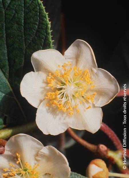 © Hortival Diffusion - Tous droits réservés