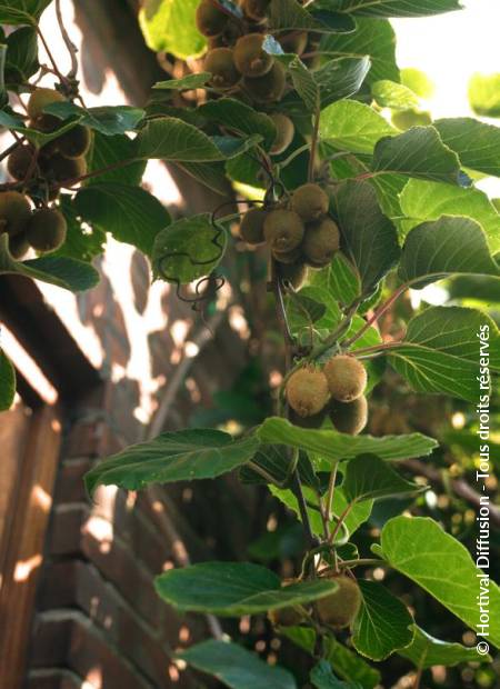 © Hortival Diffusion - Tous droits réservés