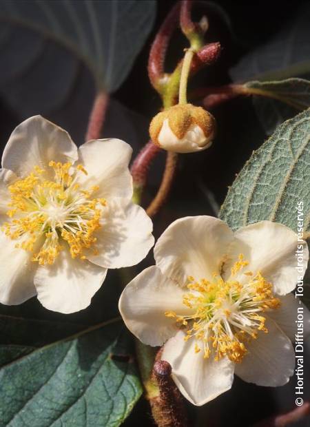 © Hortival Diffusion - Tous droits réservés