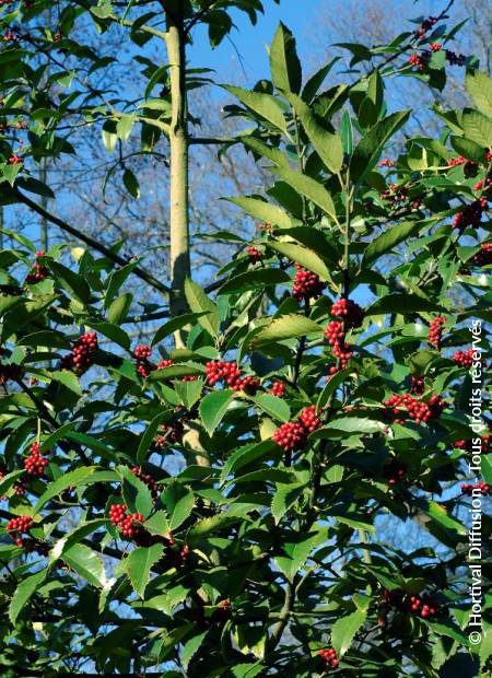 © Hortival Diffusion - Tous droits réservés