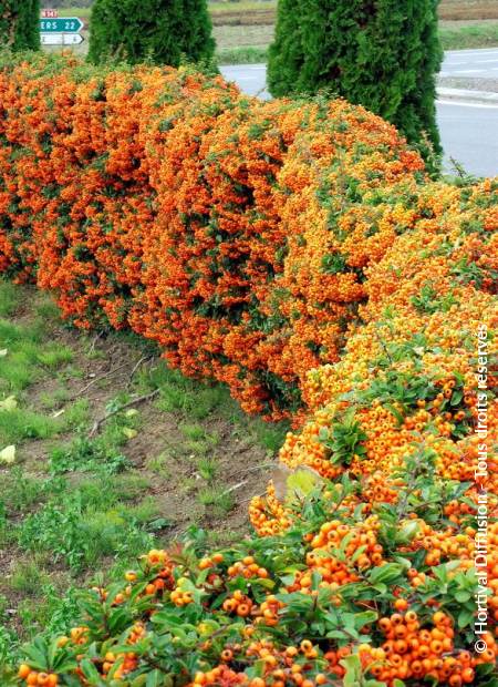 © Hortival Diffusion - Tous droits réservés