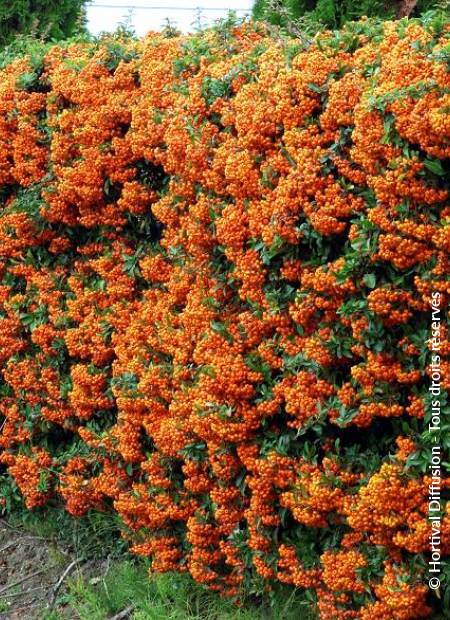 © Hortival Diffusion - Tous droits réservés