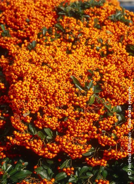 © Hortival Diffusion - Tous droits réservés