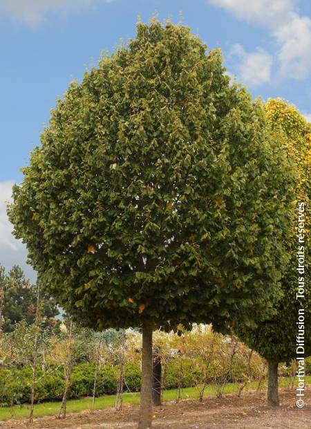 © Hortival Diffusion - Tous droits réservés